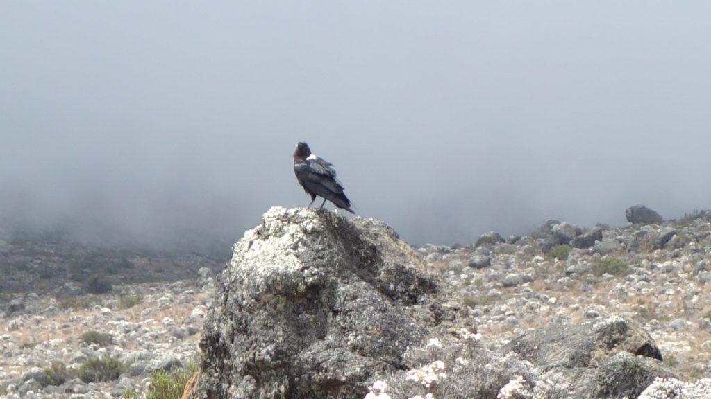 Crow on rock - photo by Lynn Jackson