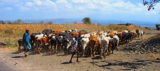 Cow herd crossing the road - photo by Giovanni Baffa Scinelli