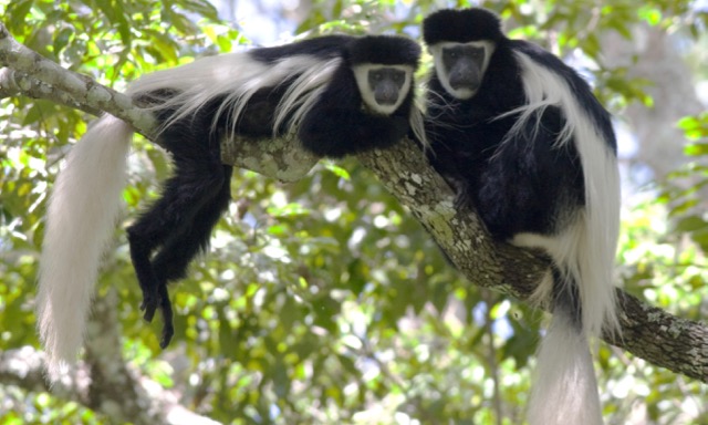 Black-and-white colobus monkeys