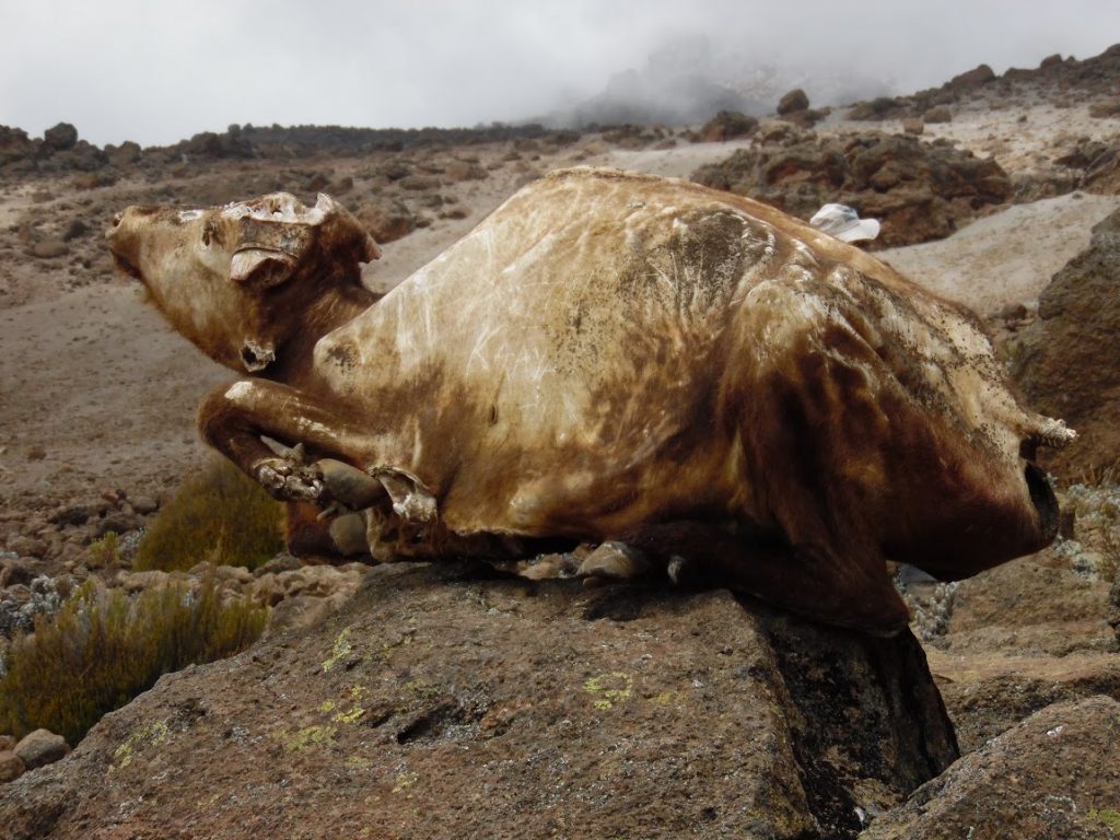 Danger and death on Kilimanjaro - Buffalo carcass