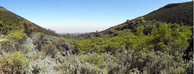 kilimanjaro-northern-circuit-emerging-from-forest-wide-view-1