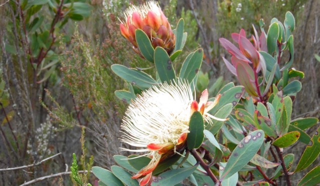 protea-kilimandscharica