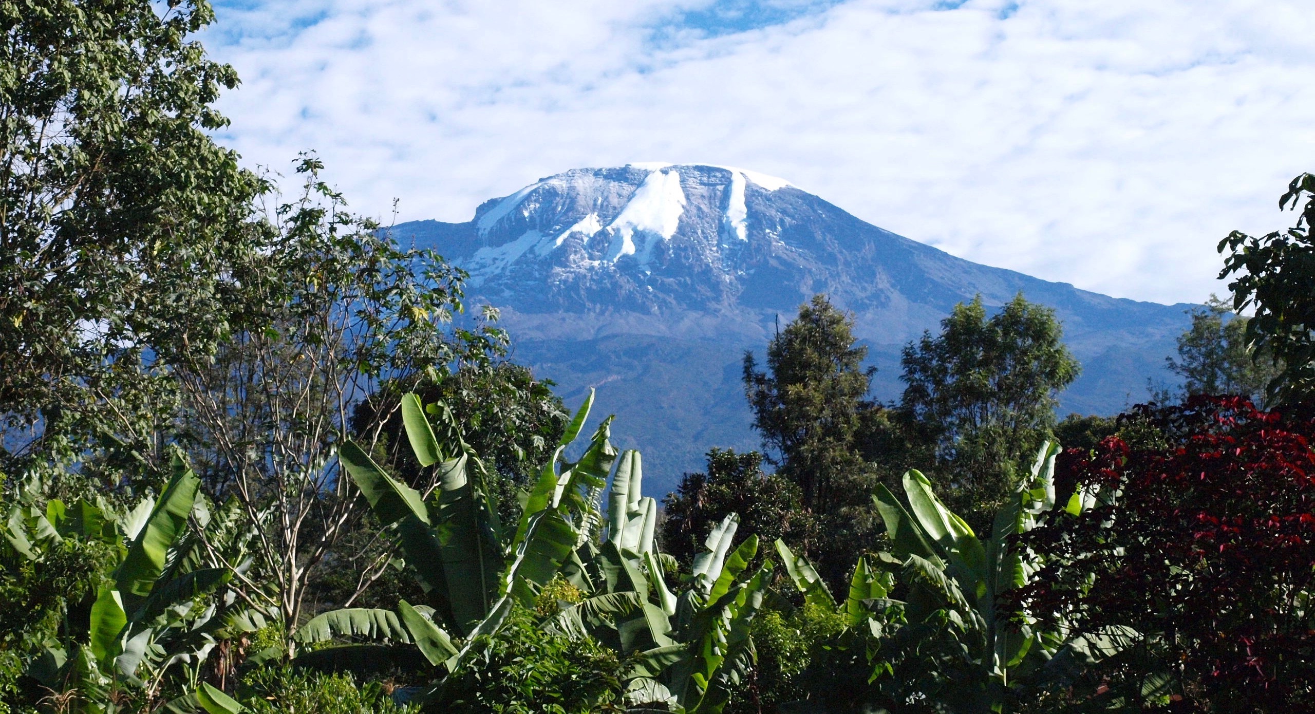 Kilimanjaro plantation (© Permakultur)